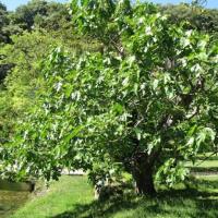 Дерево инжира в домашних условиях: особенности ухода и выращивания